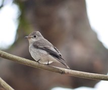 Brown Breasted Flycatcher