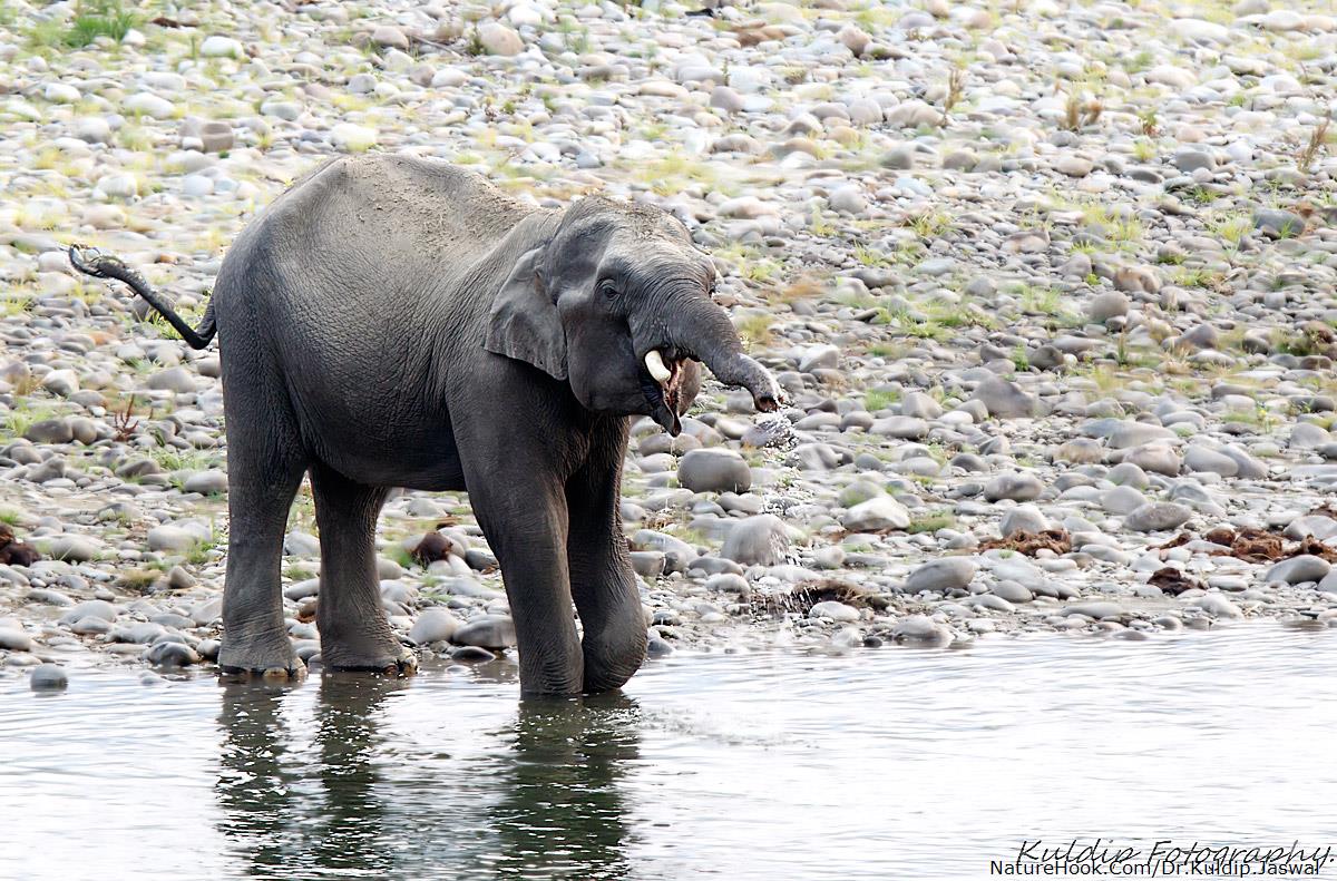 A Baby Tusker Elephant.