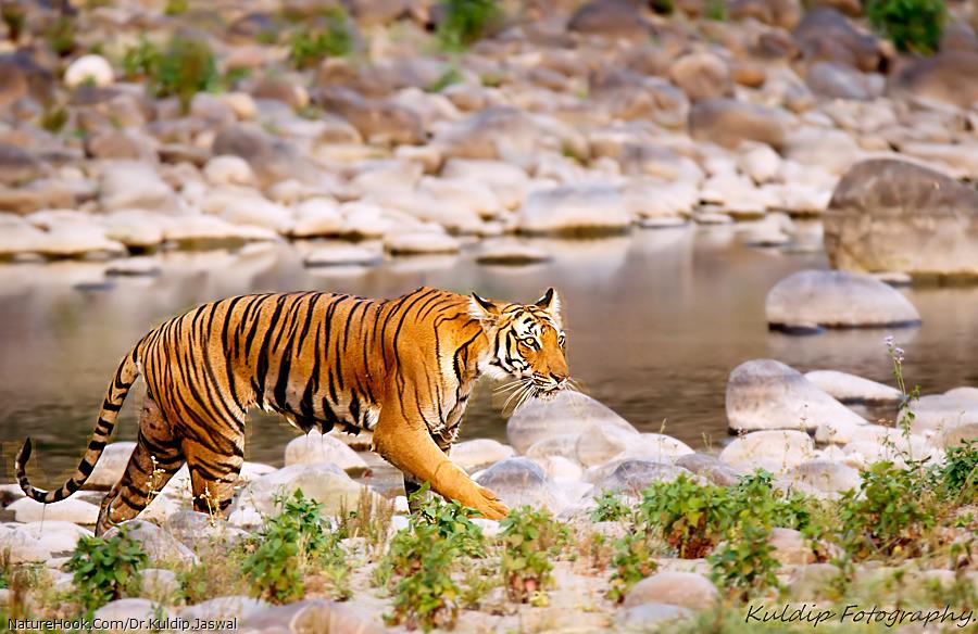 Female Tiger