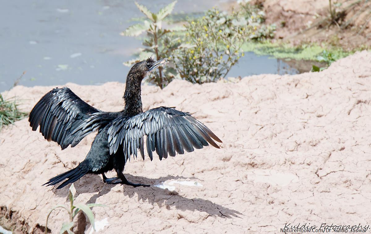 Little Black Cormorant.(Phalac