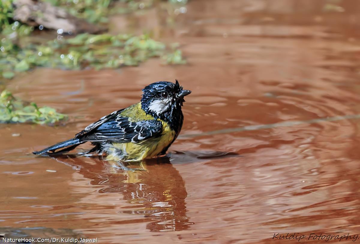 Green-backed tit. (Parus monti