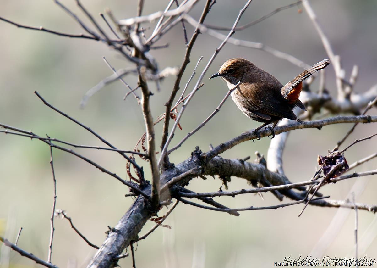 Indian Robin (female).