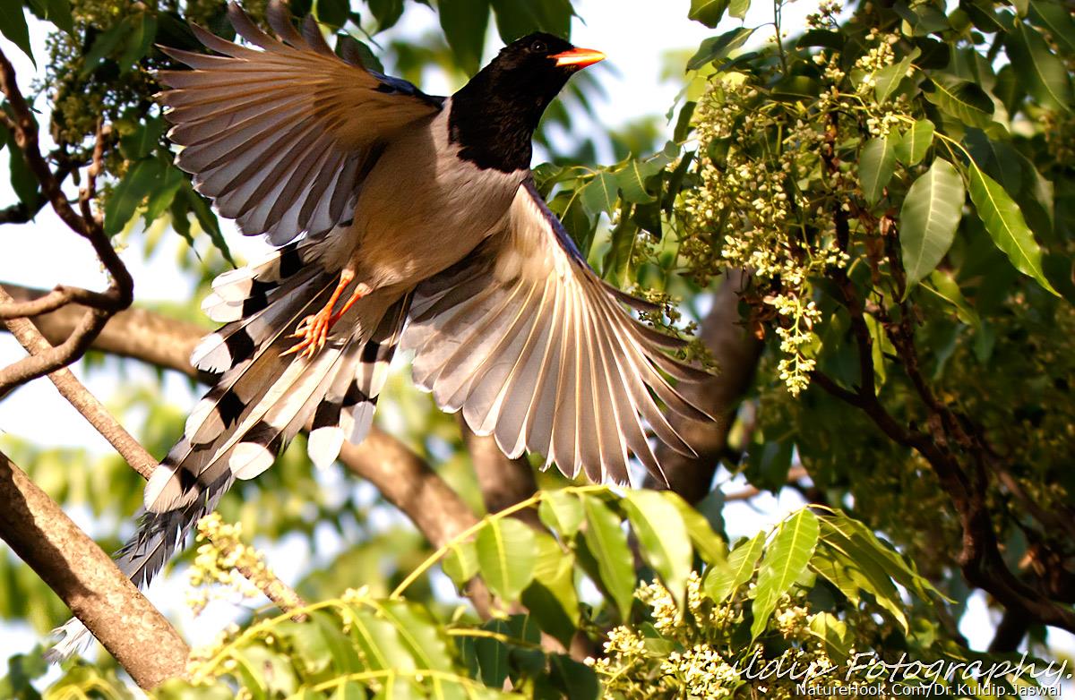 Red-billed Blue Magpie 