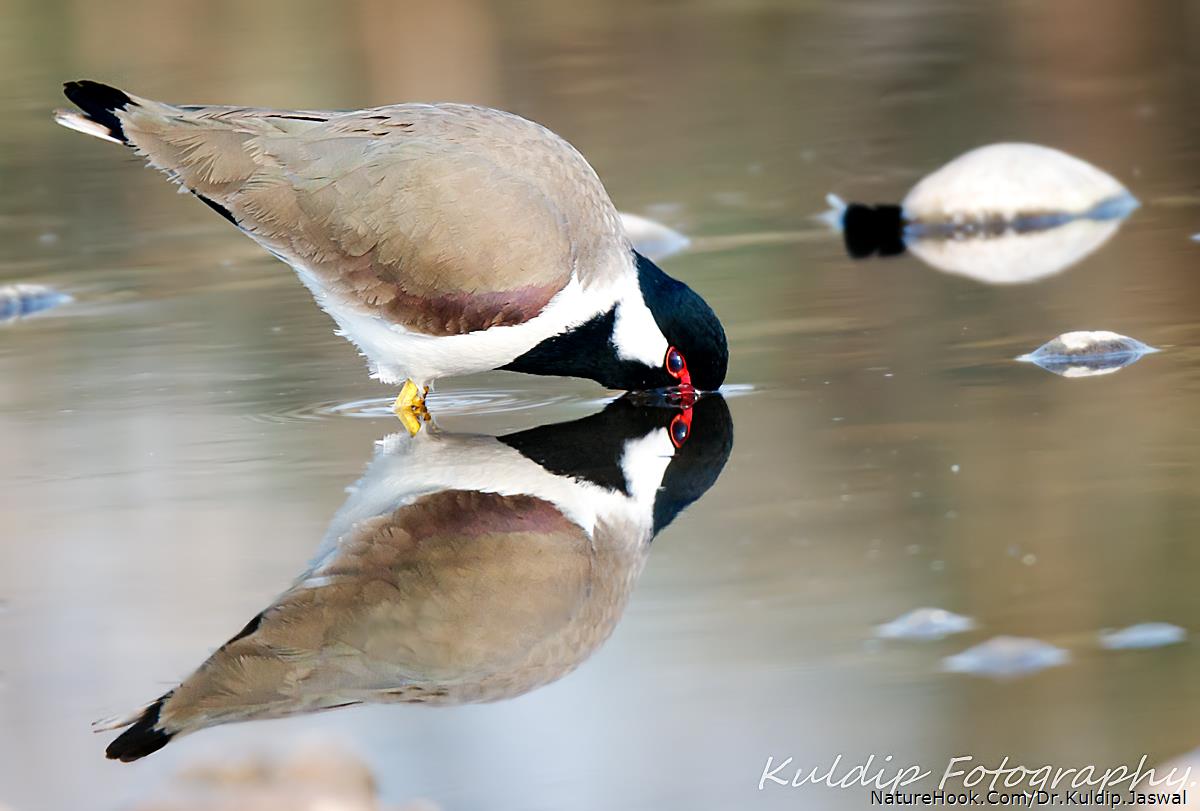 Red-wattled Lapwing 