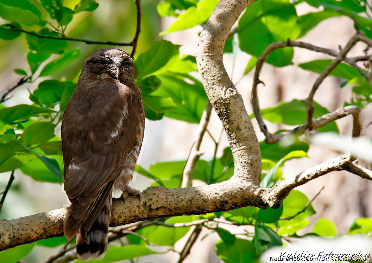 Brown Hawk-Owl