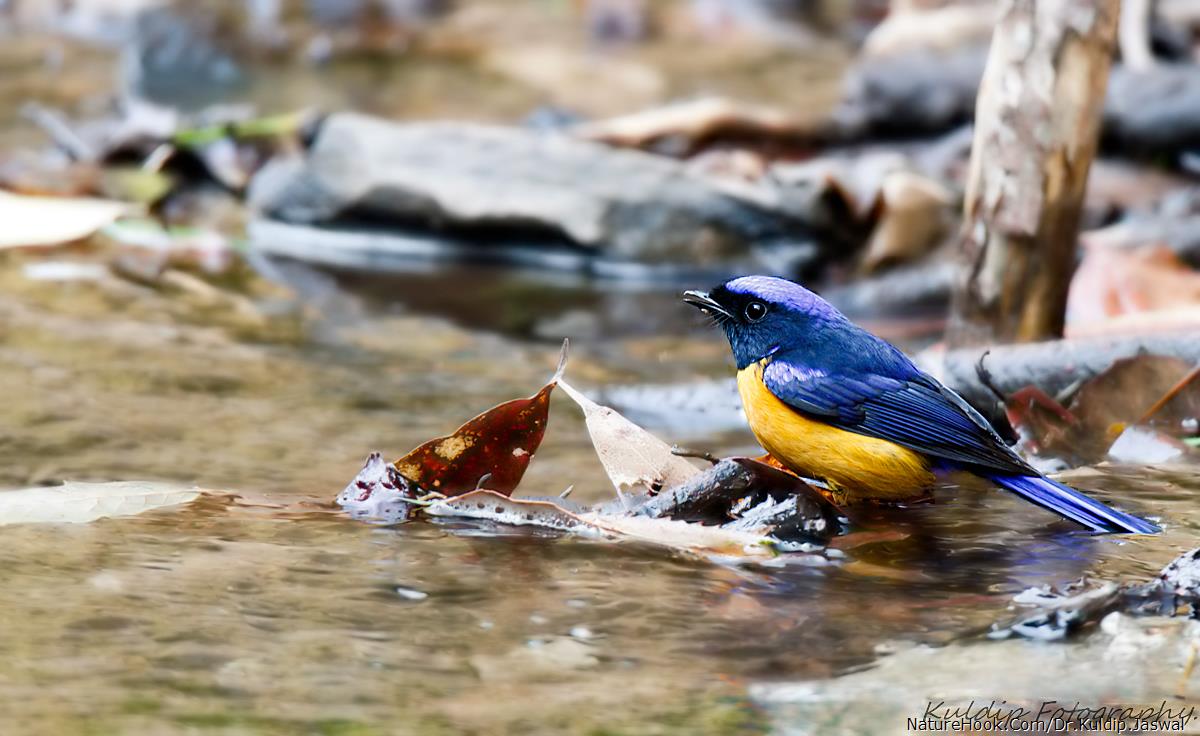 Rufous-bellied Niltava 