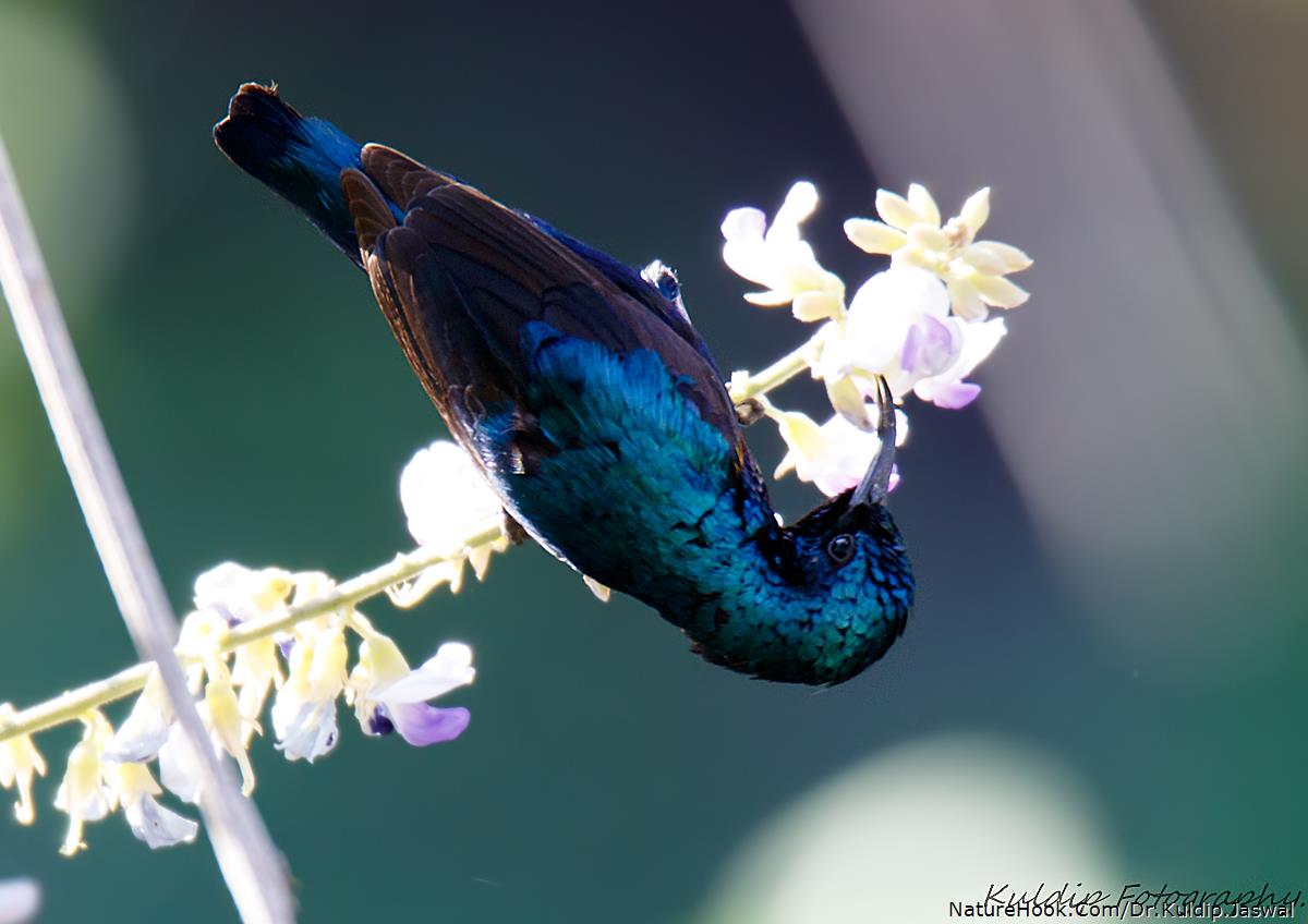 Purple sunbird (Cinnyris asiat