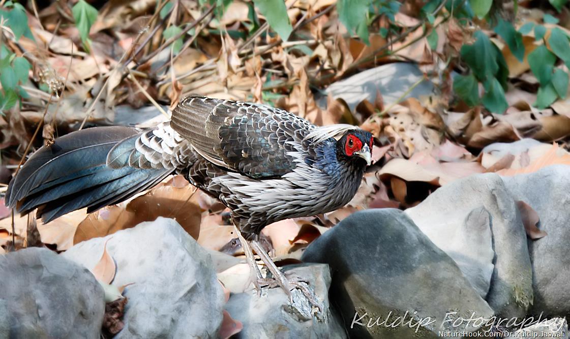 KHALEEJ PHEASANT (Lophura leuc