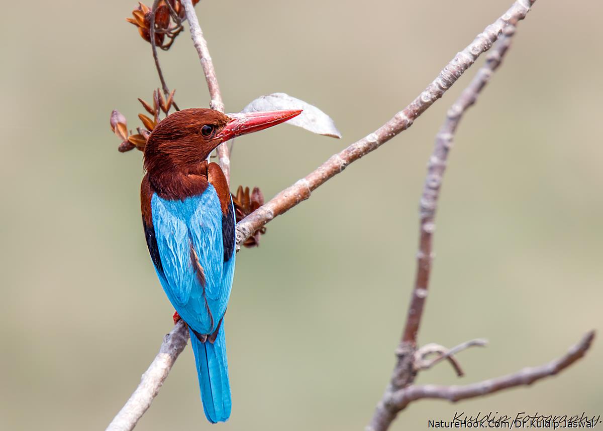 White-throated kingfisher (Hal