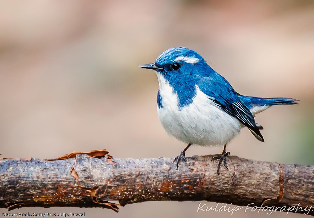 Ultramarine Flycatcher 