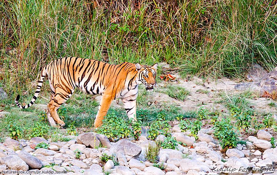 Female Tiger