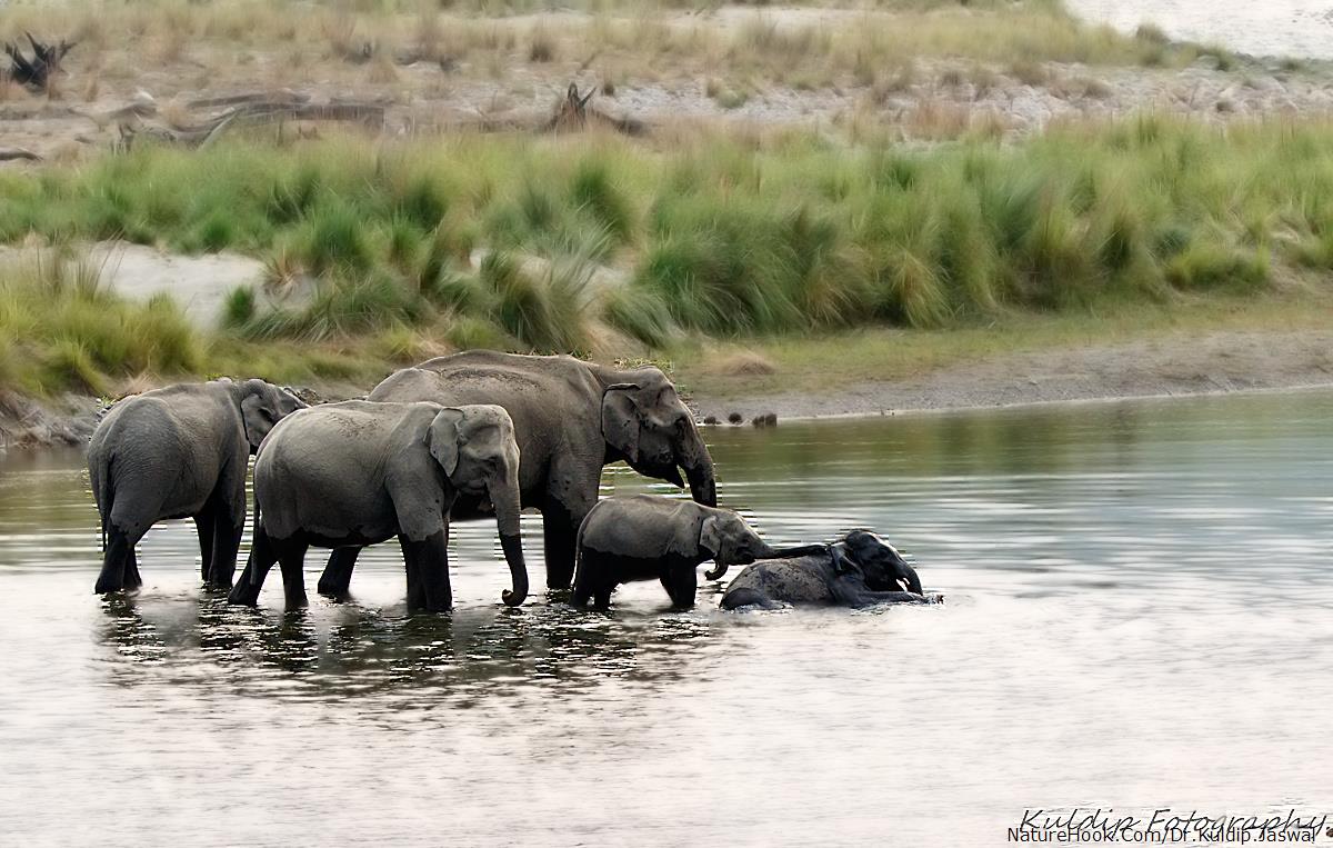 Elephants