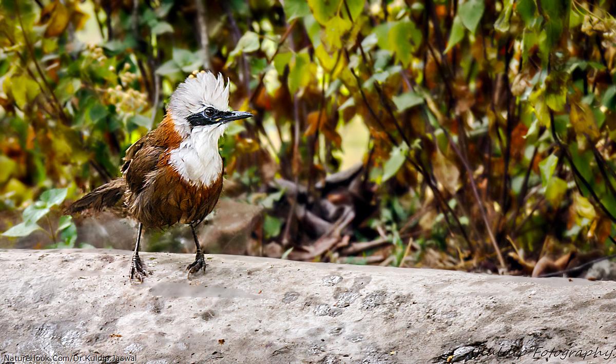 White-crested laughingthrush