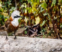 White-crested laughingthrush