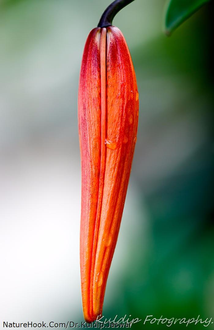 FLOWER BUD