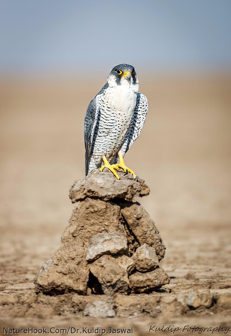 Perigrene Falcon