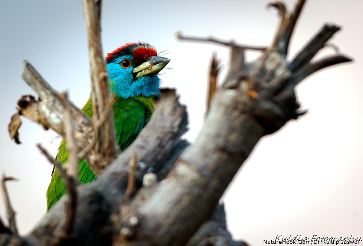 Blue-throated Barbet (Megalaim