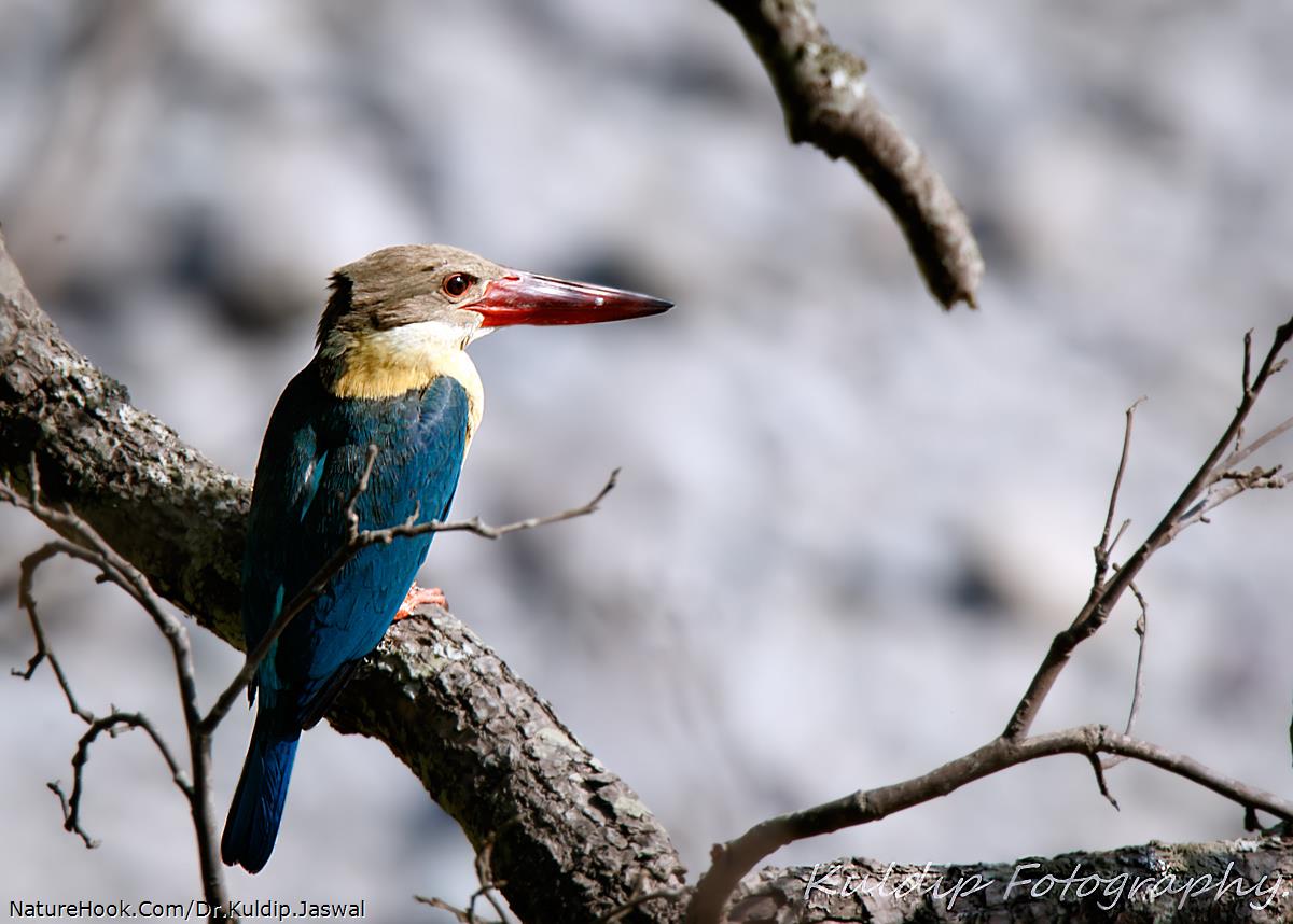 Stork-billed Kingfisher  (Pela