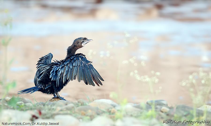 Little Cormorant  (Phalacrocor