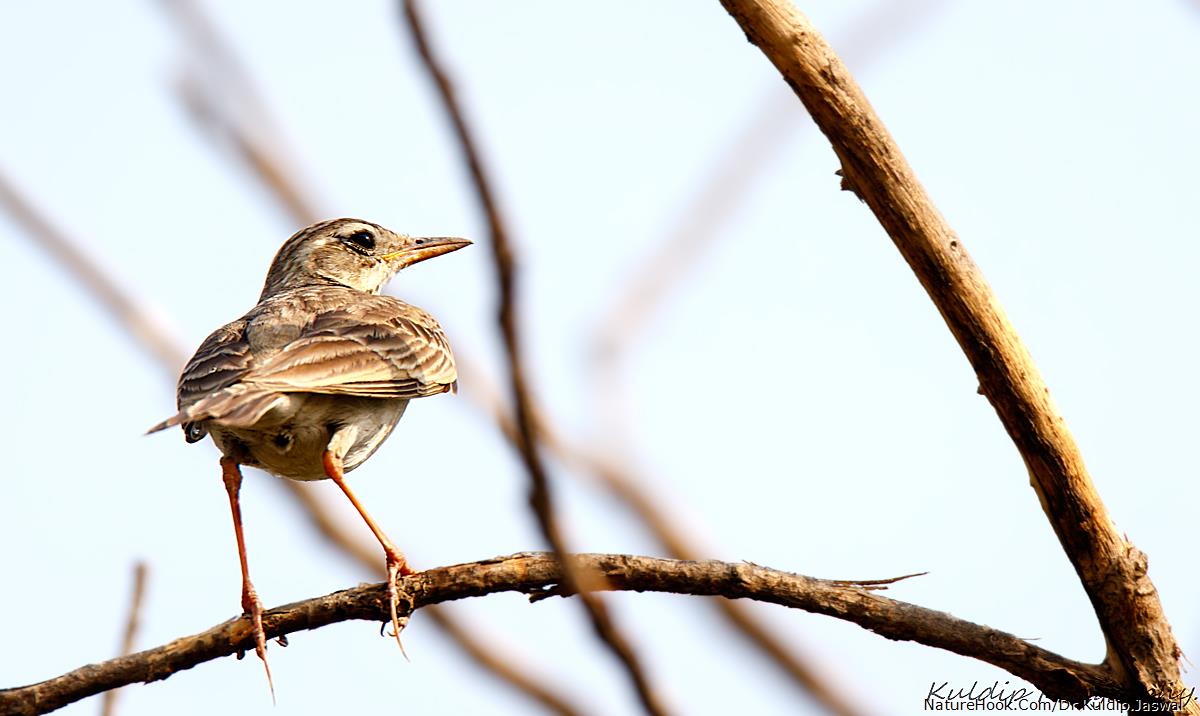 Paddyfield Pipit (Anthus ruful