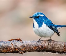 Ultramarine Flycatcher 