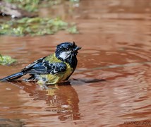 Green-backed tit. (Parus monti