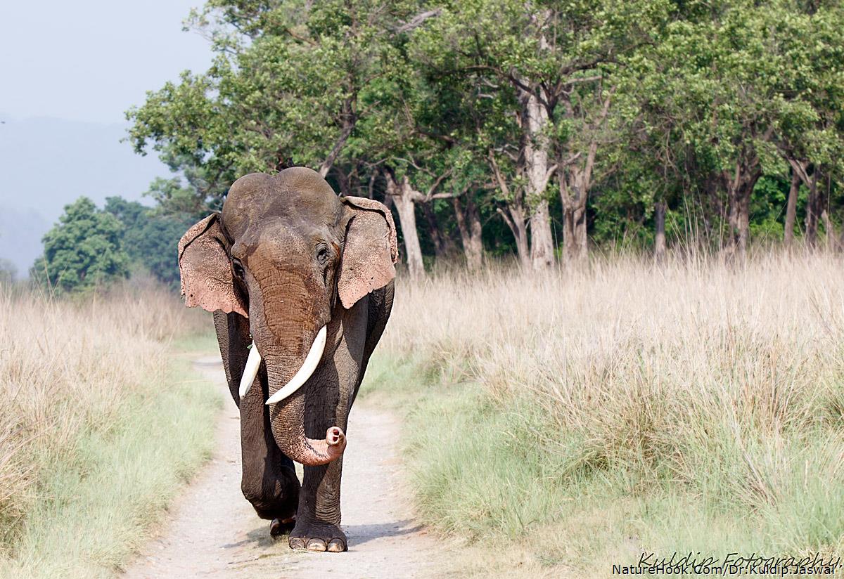 TUSKER ELEPHANT