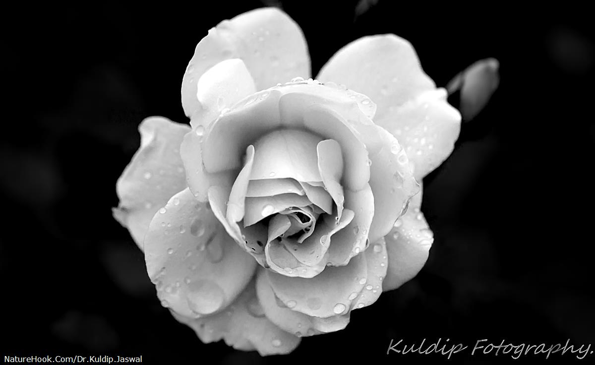 White Rose in Monochrome