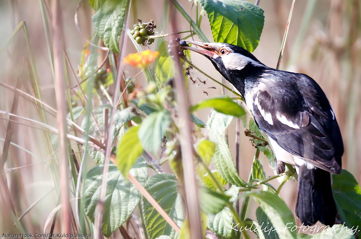 Asian Pied Starling.