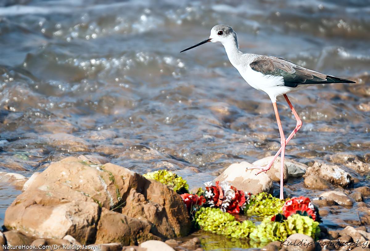 Black-Winged Stilt  (Himantopu