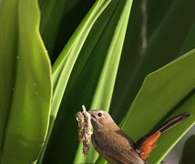 Indian Robin