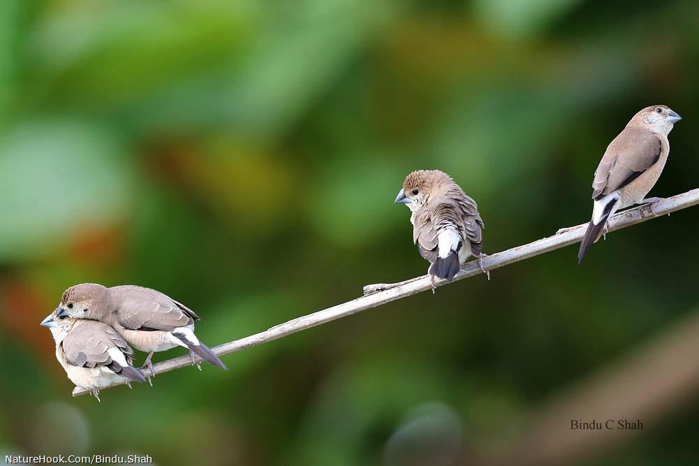 Indian silverbill