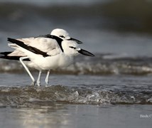 crab plover