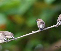 Indian silverbill