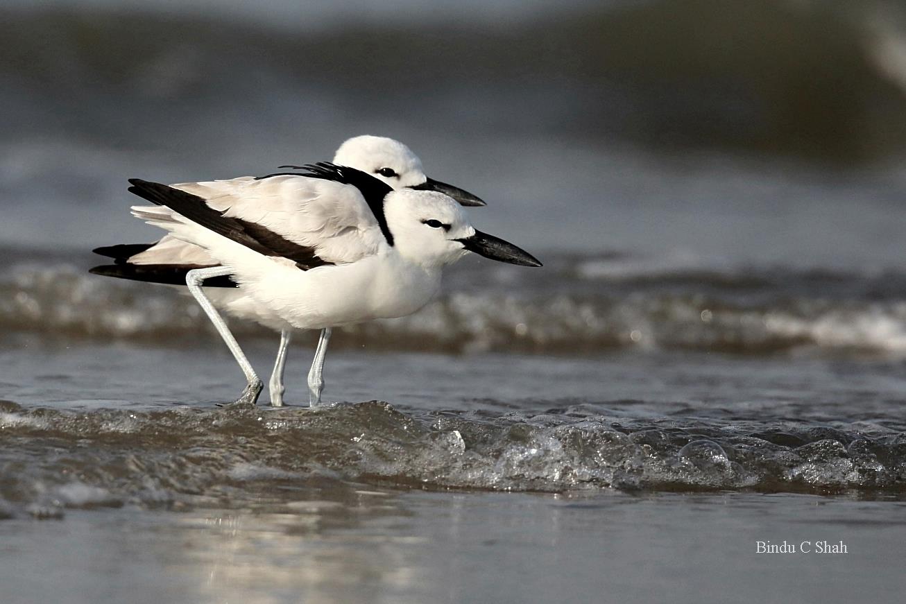 crab plover