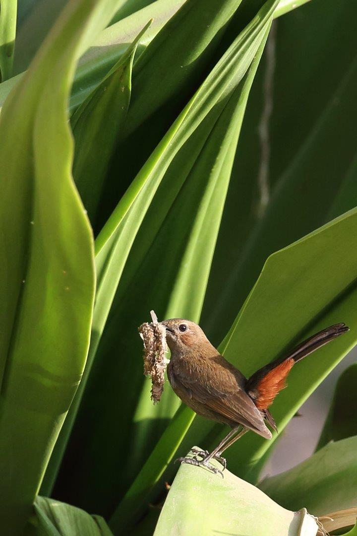 Indian Robin