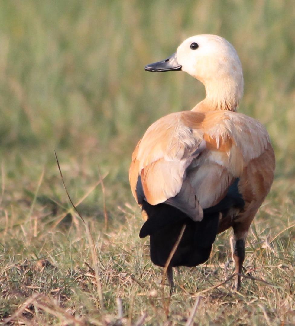 Ruddy Shell Duck