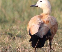 Ruddy Shell Duck