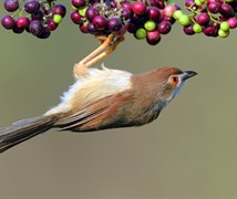 Yellow-eyed Babbler