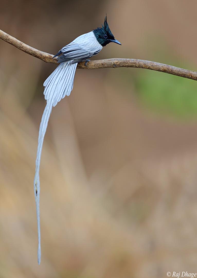 Asian paradise flycatcher