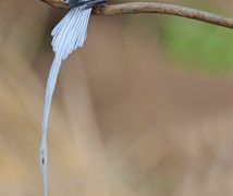 Asian paradise flycatcher