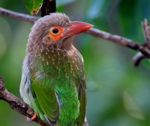 Brown-headed Barbet