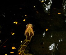 indian rock python