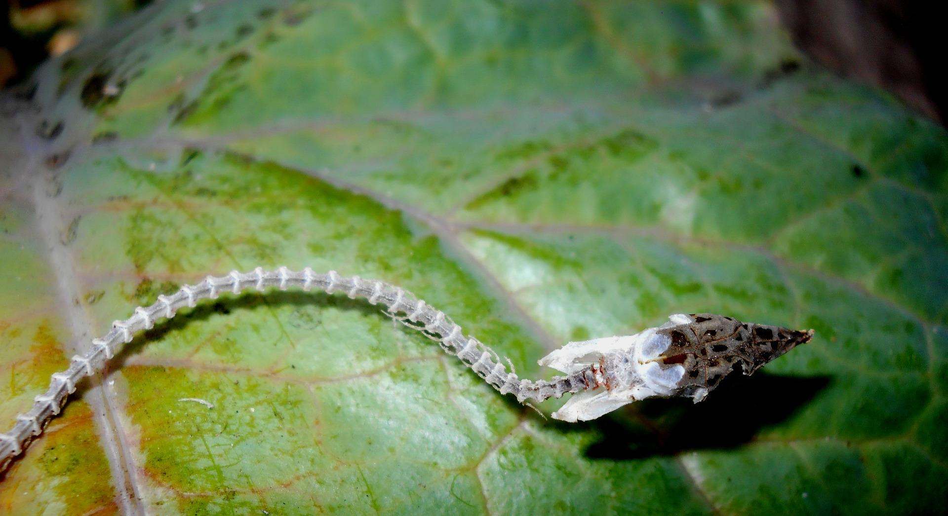 green wine snake