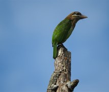 Brown Headed Barbet