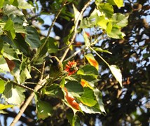 Leafbird