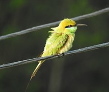Bee eater