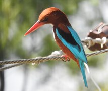 White breasted Kingfisher