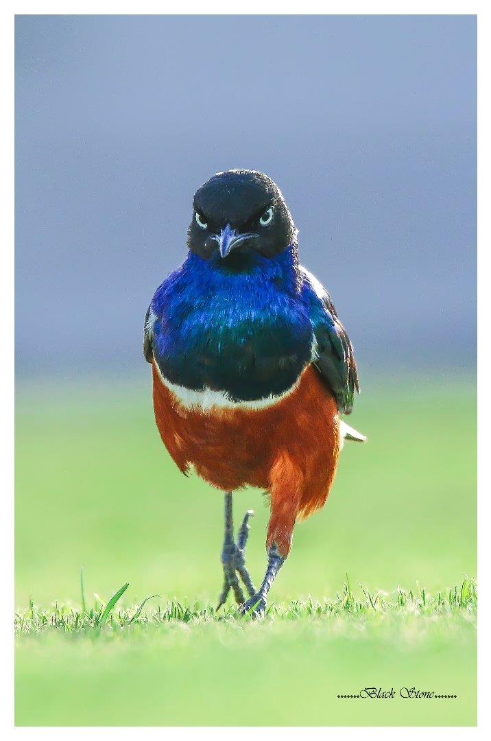 Superb Starling