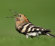 Hoopoe